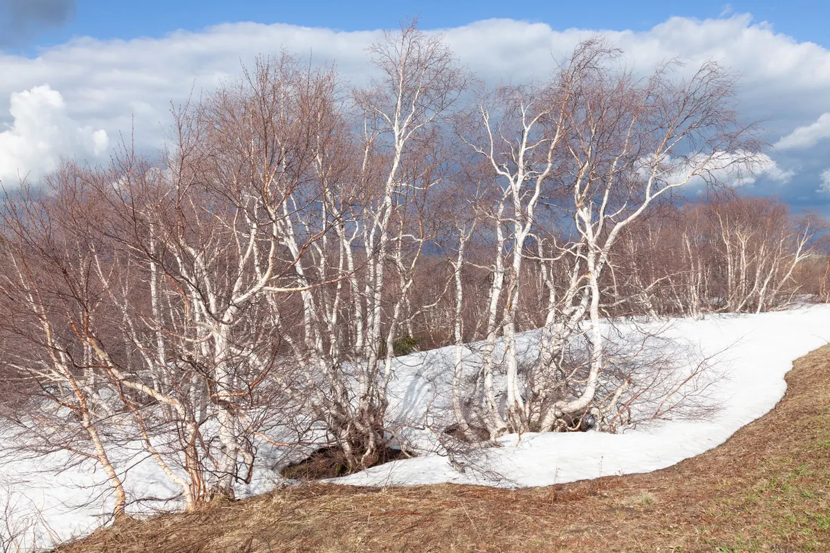 Coppicing Birch for Firewood and Wildlife: A Five-Year Rotation Plan