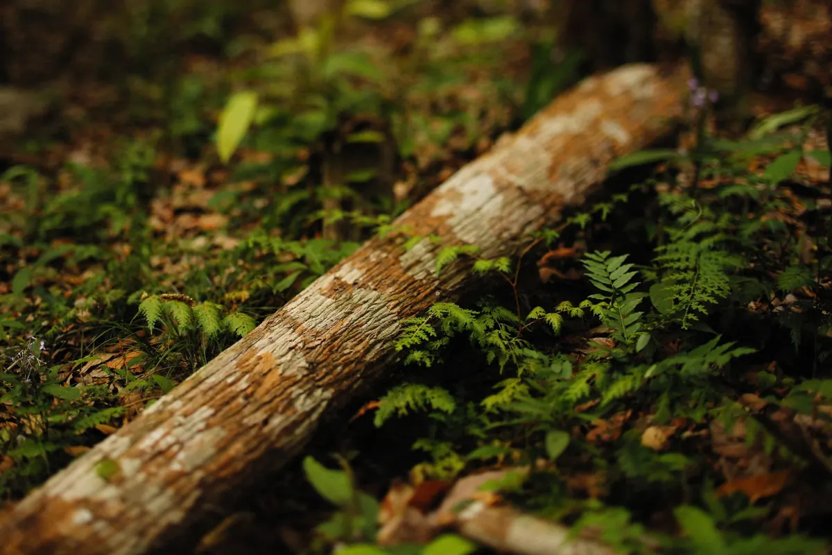 Deadwood Ecology: Why Leaving a Fallen Log in Your Yard Helps Wildlife