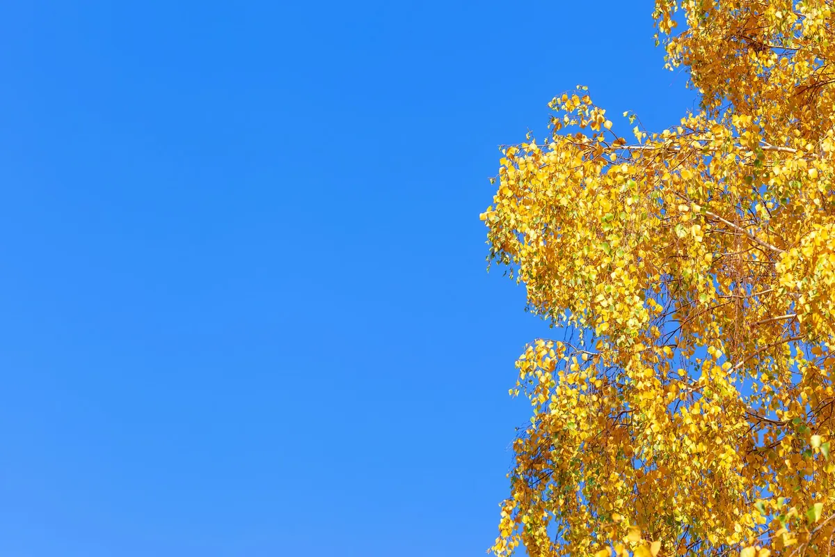 Why Is My Birch Tree Losing Leaves in Summer? 5 Causes and Fixes